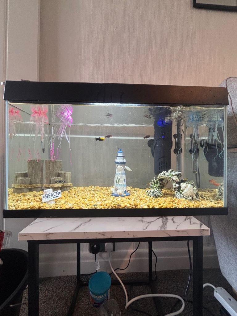 Fish tank with fish 