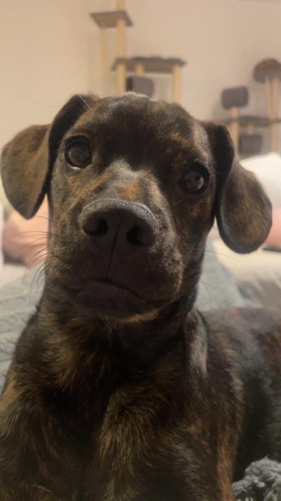 6 month old frenchie x cockapoo