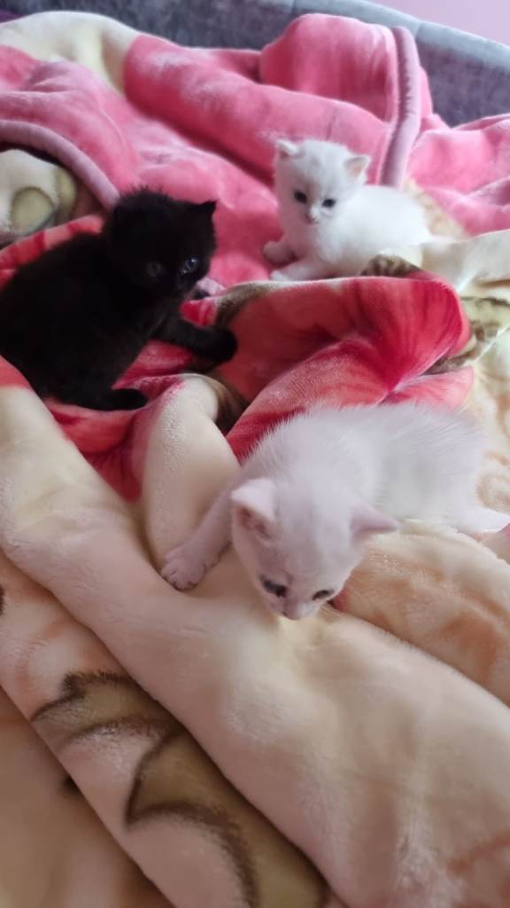 Adorable Kittens Looking for Loving Homes