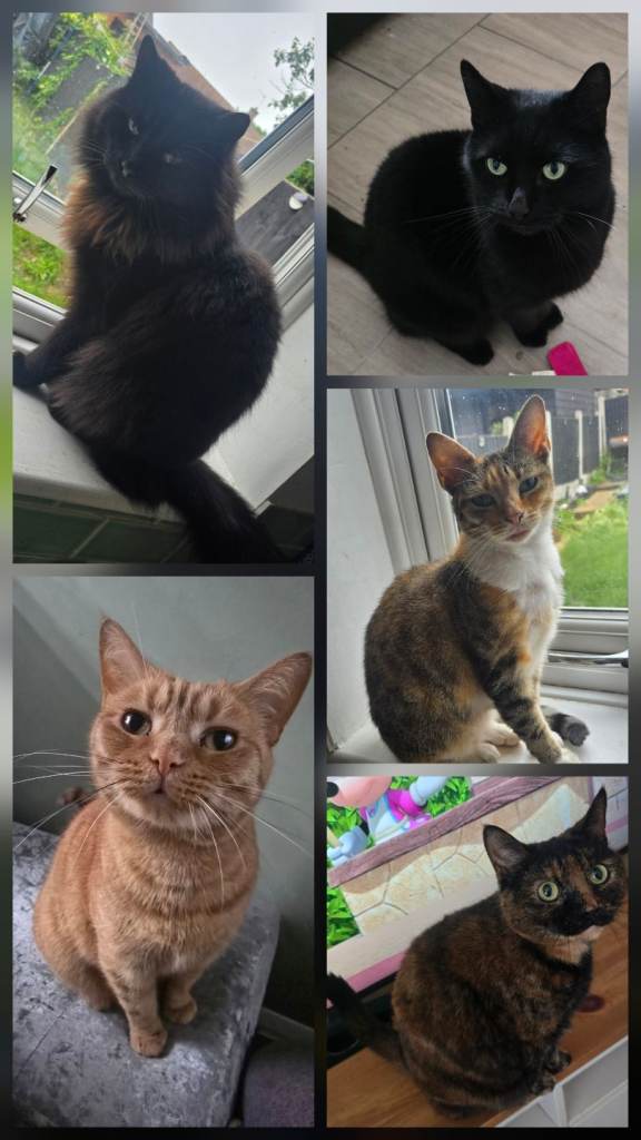 Cats looking for home