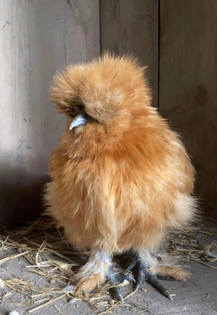 Silkie and pekin bantams 