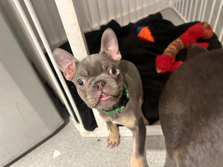 French Bulldog puppy (last one) 