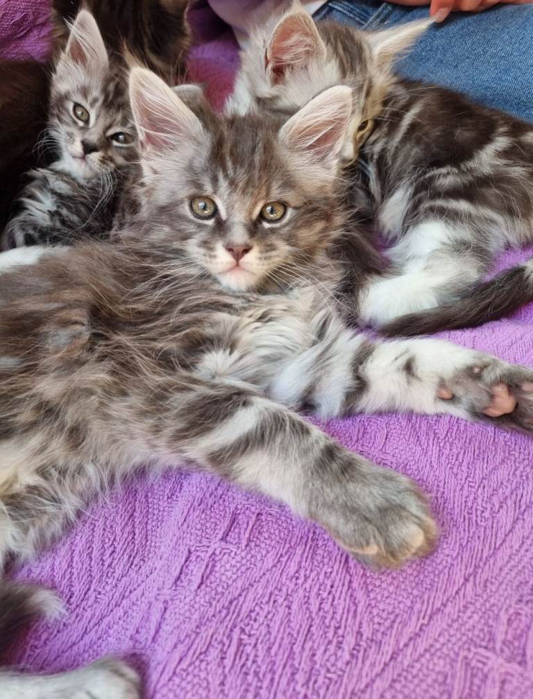 Maine Coon Kittens Classic Tabby 