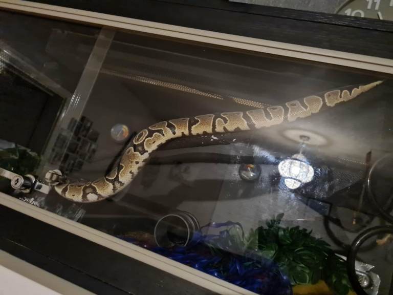 Female python