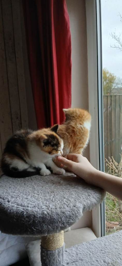 Male and female kittens