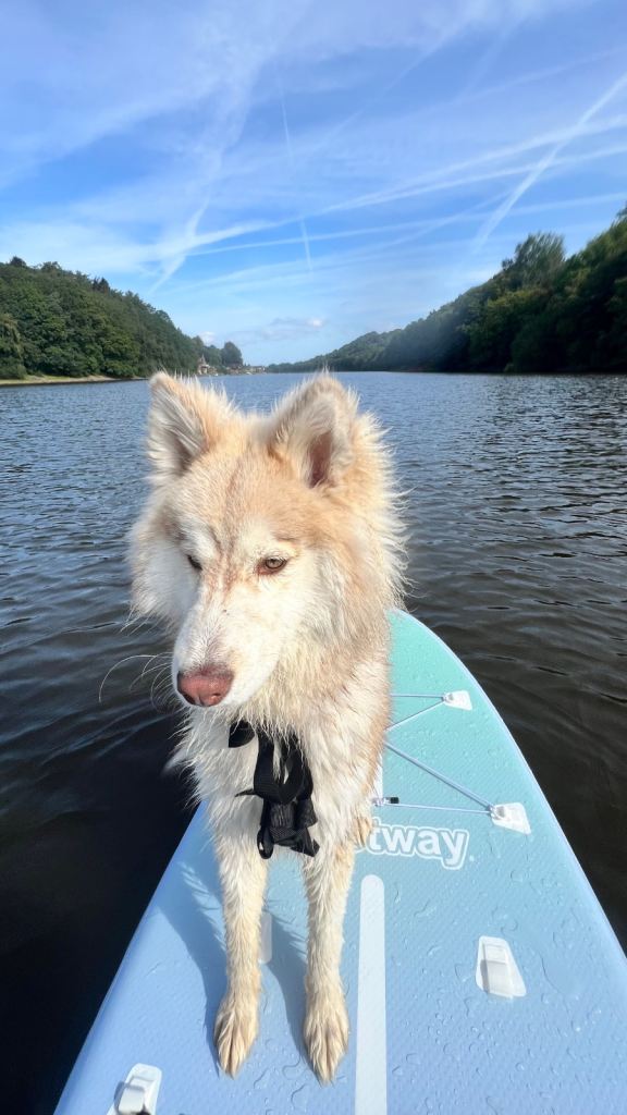 Beautiful 10 Month Old Siberian Husky