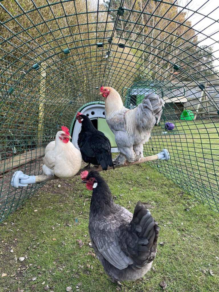 OMLET Eglu Classic Chicken or Rabbit 3m Run – Includes Omlet Perch - Collection Ferndown Dorset