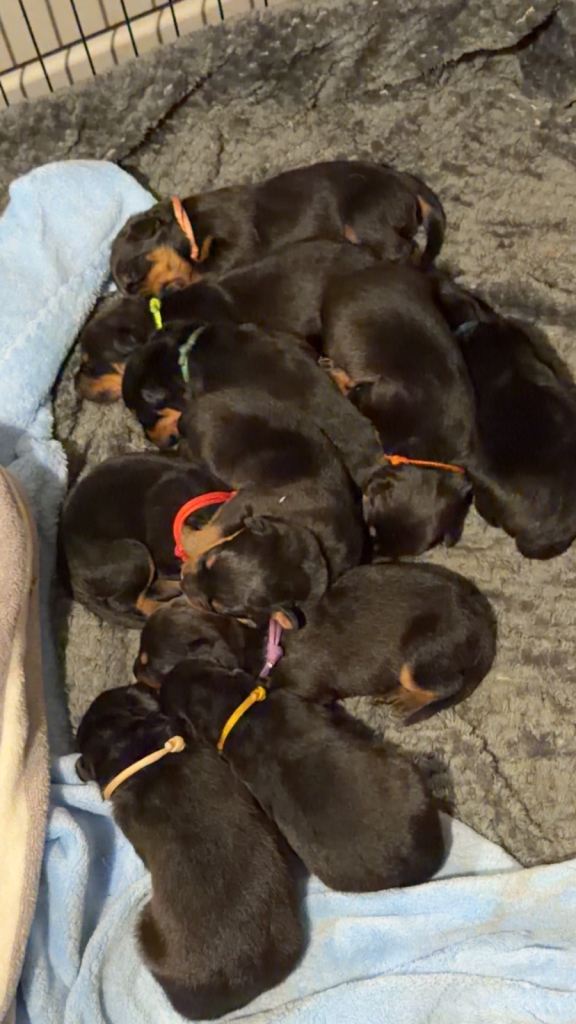 Rottweiler pups