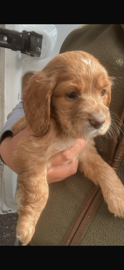 Cocker spaniel puppys 