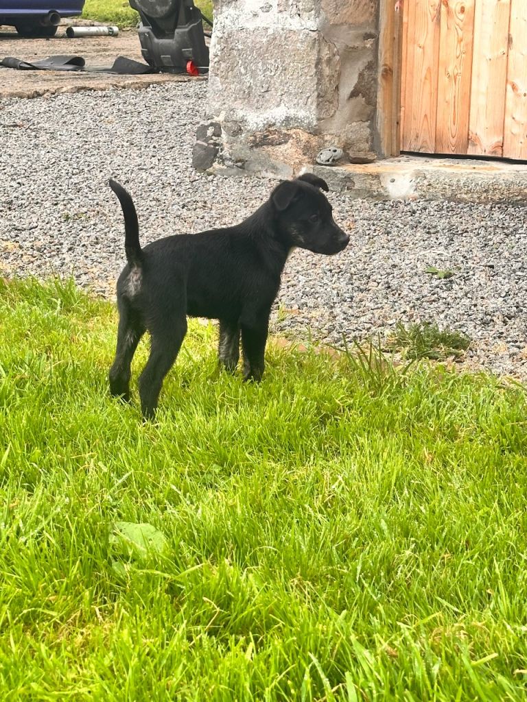4 boys left🐾 collie x American bulldog puppies