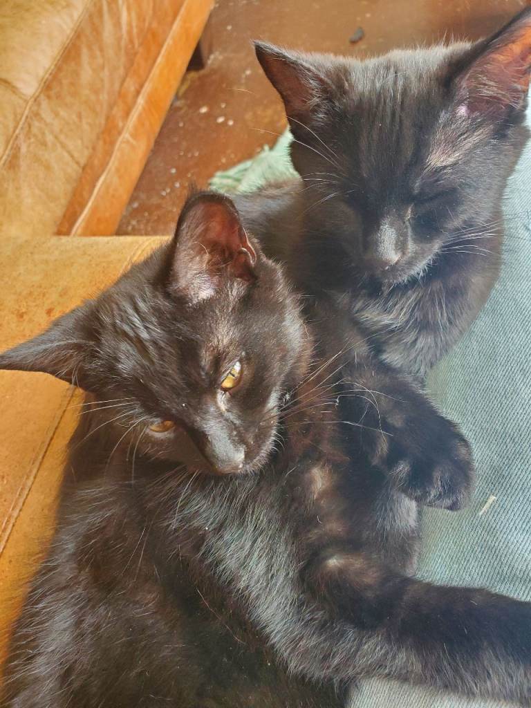3 male and 1 female kittens born 15th February
