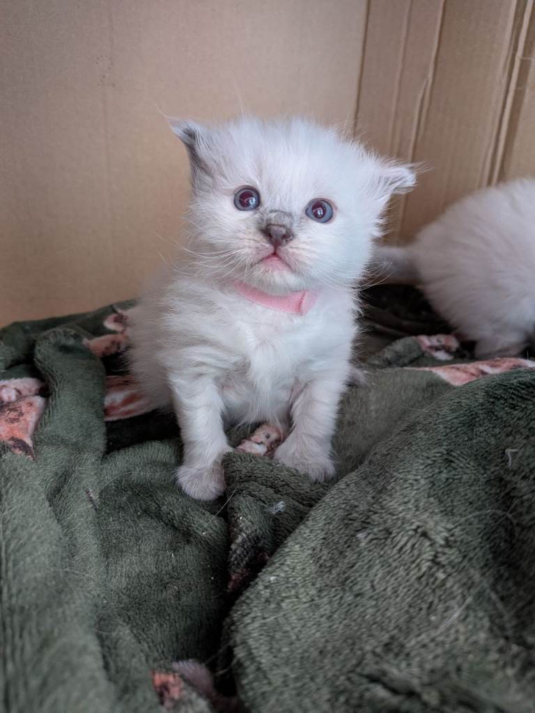 3baby ragdoll kittens