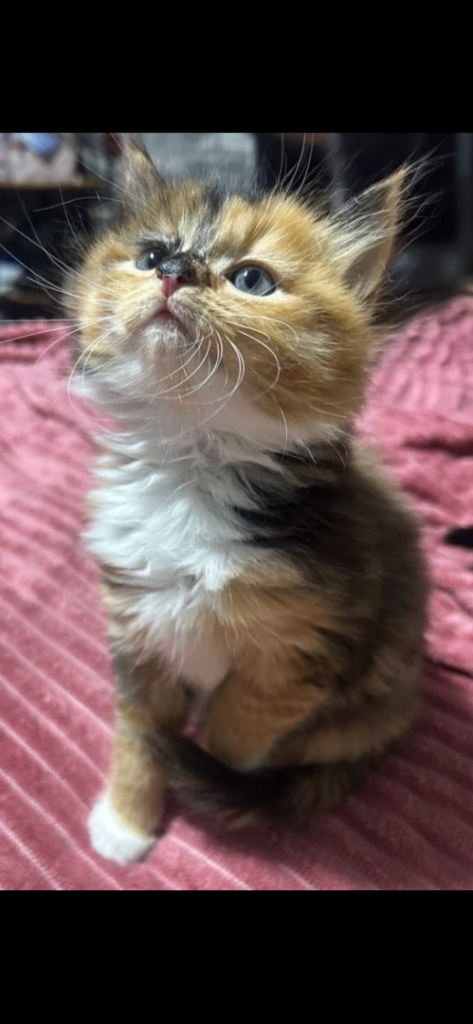 Two Gorgeous Kittens Looking for Their Forever Homes 🐾