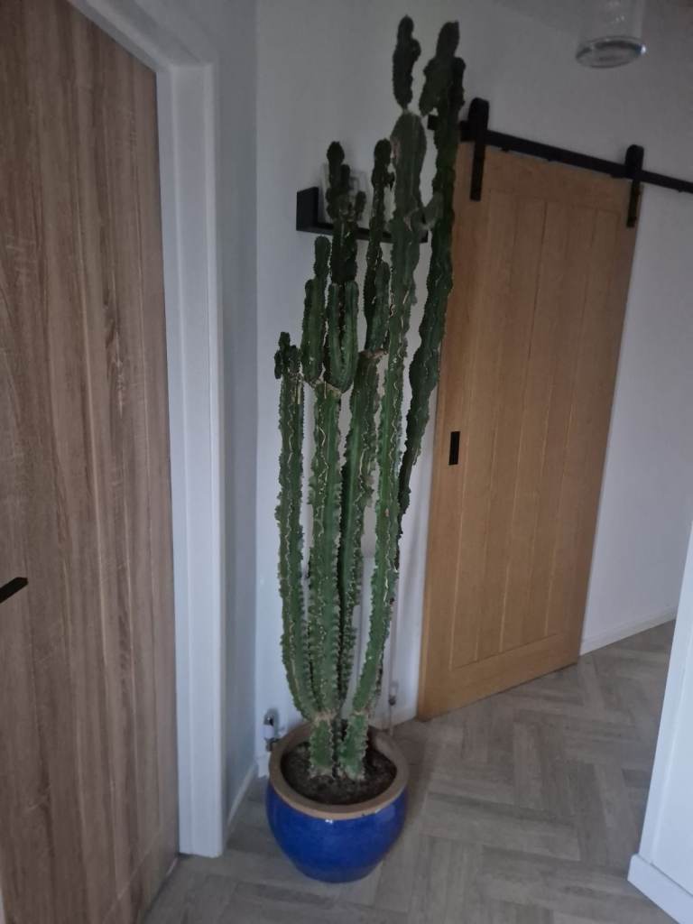 Euphorbia Cactus