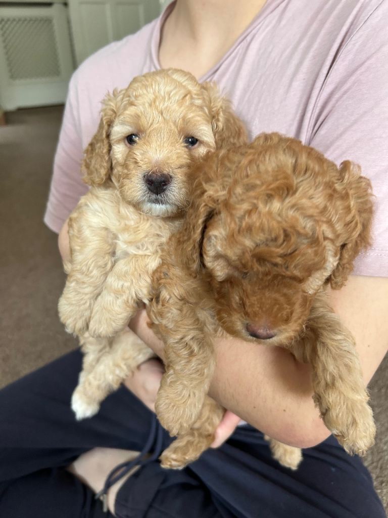 5 cavapoochon male puppies