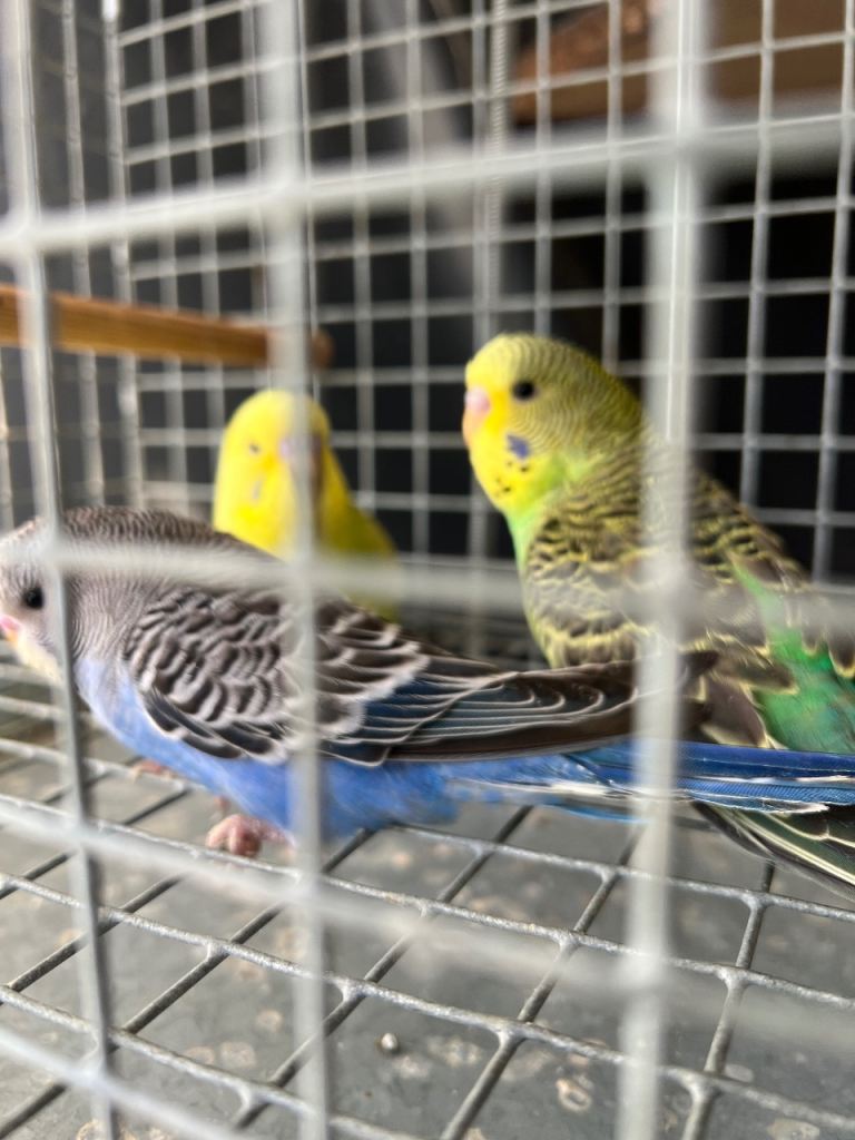 Budgies 