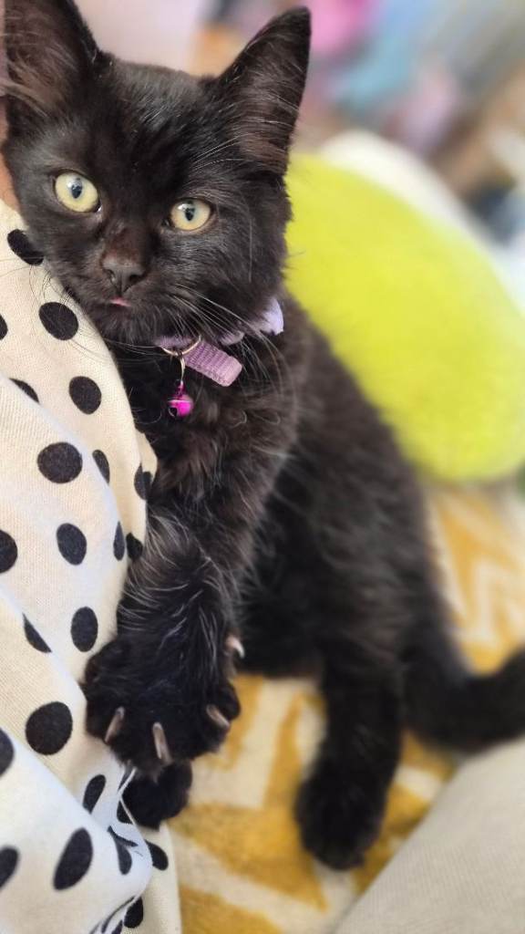 Beautiful British Cross Kittens