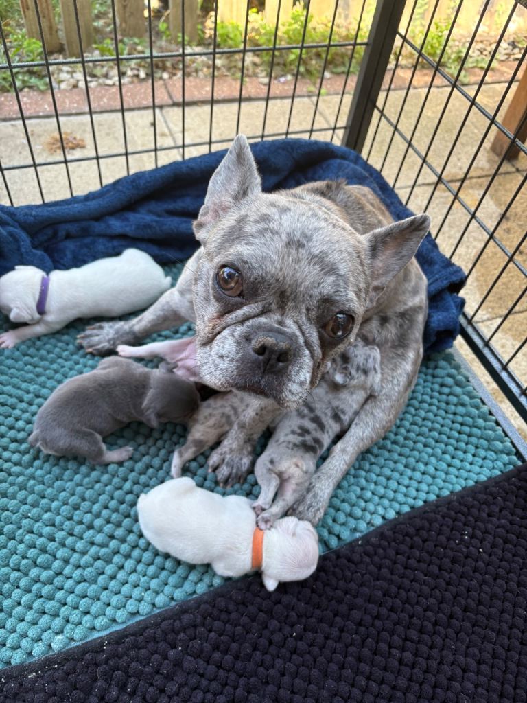 Adorable French bulldogs