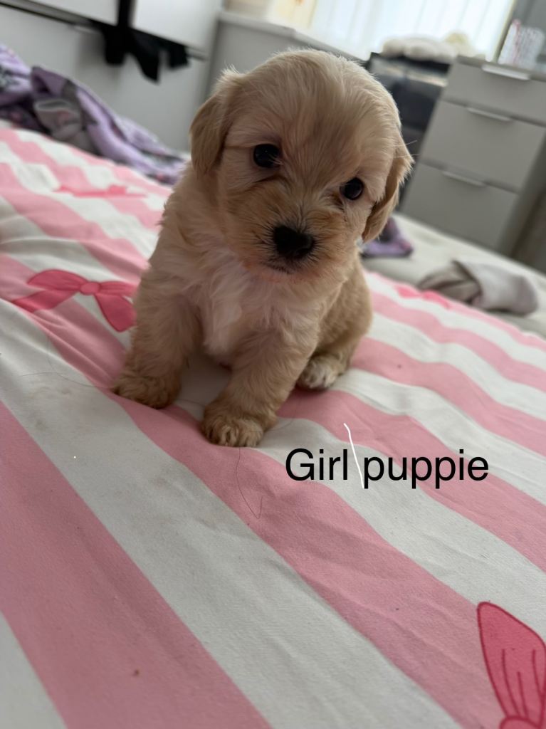 CavaCoton poos puppies
