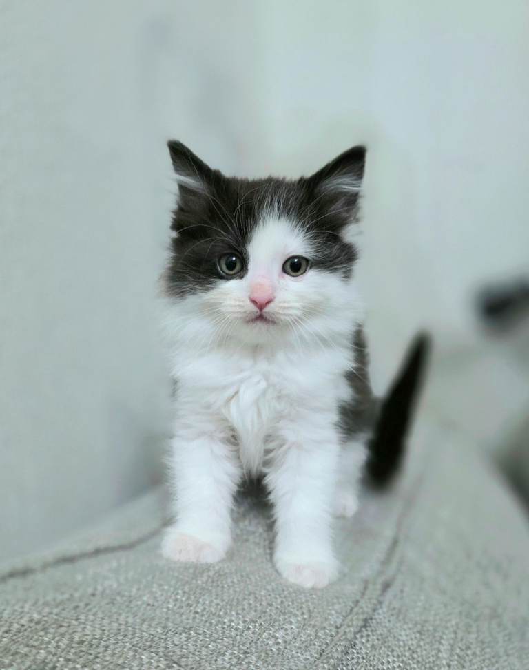 Ragdoll X Kittens looking forever home