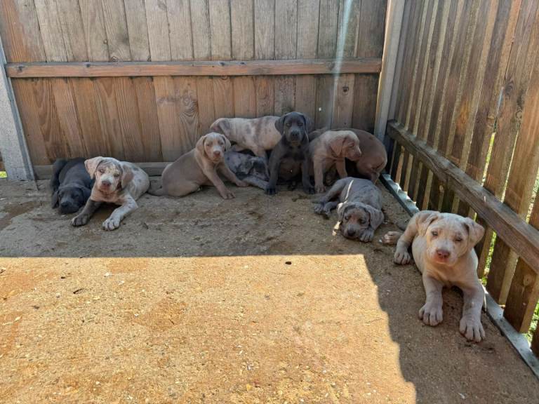 Cane corso pups ready now 
