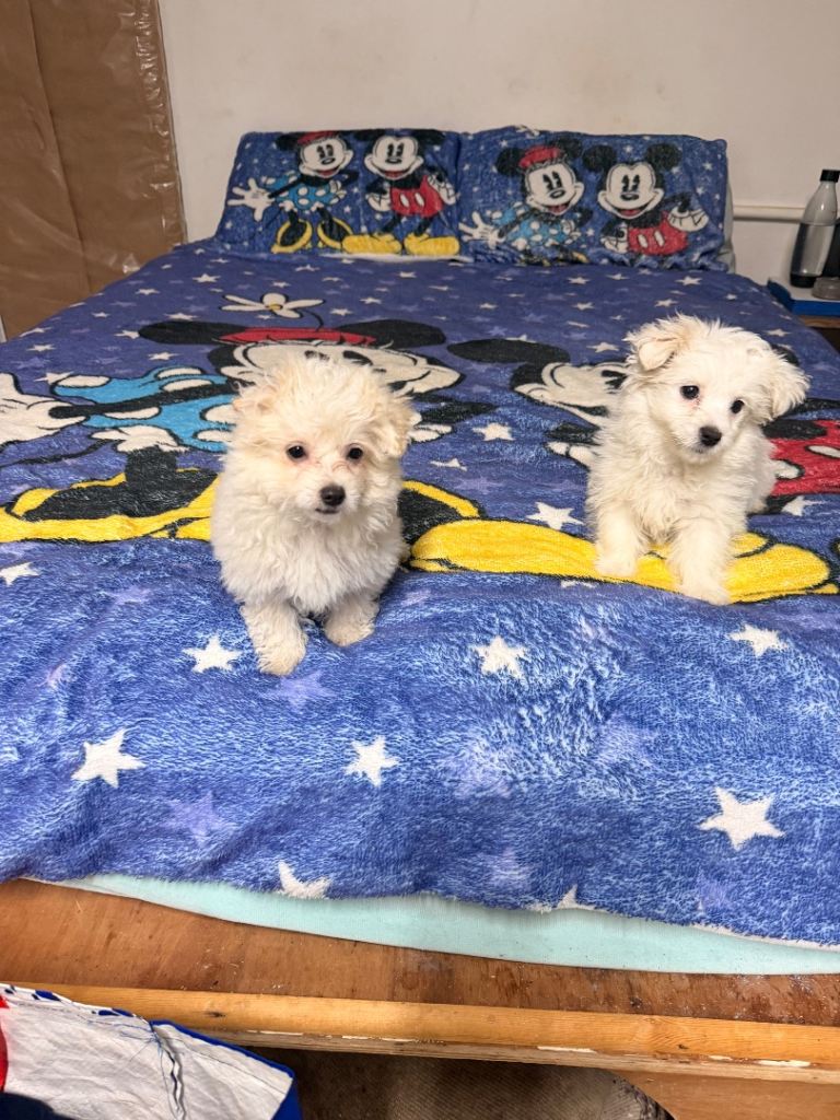 Maltese mix puppies