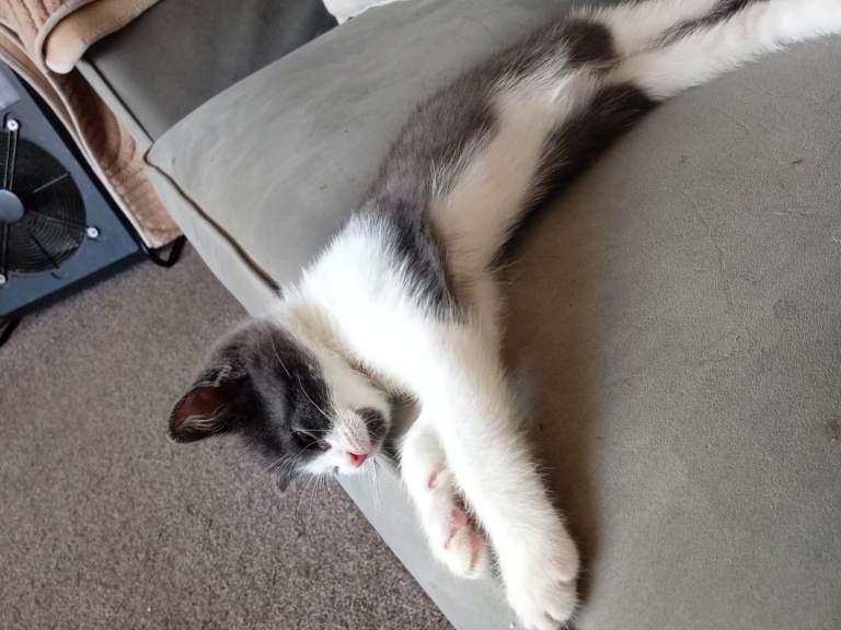 Male kitten 