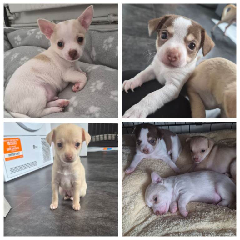 3 chihuahua puppies