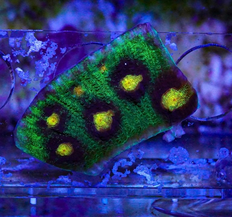Raja Rampage chalice coral marine frags