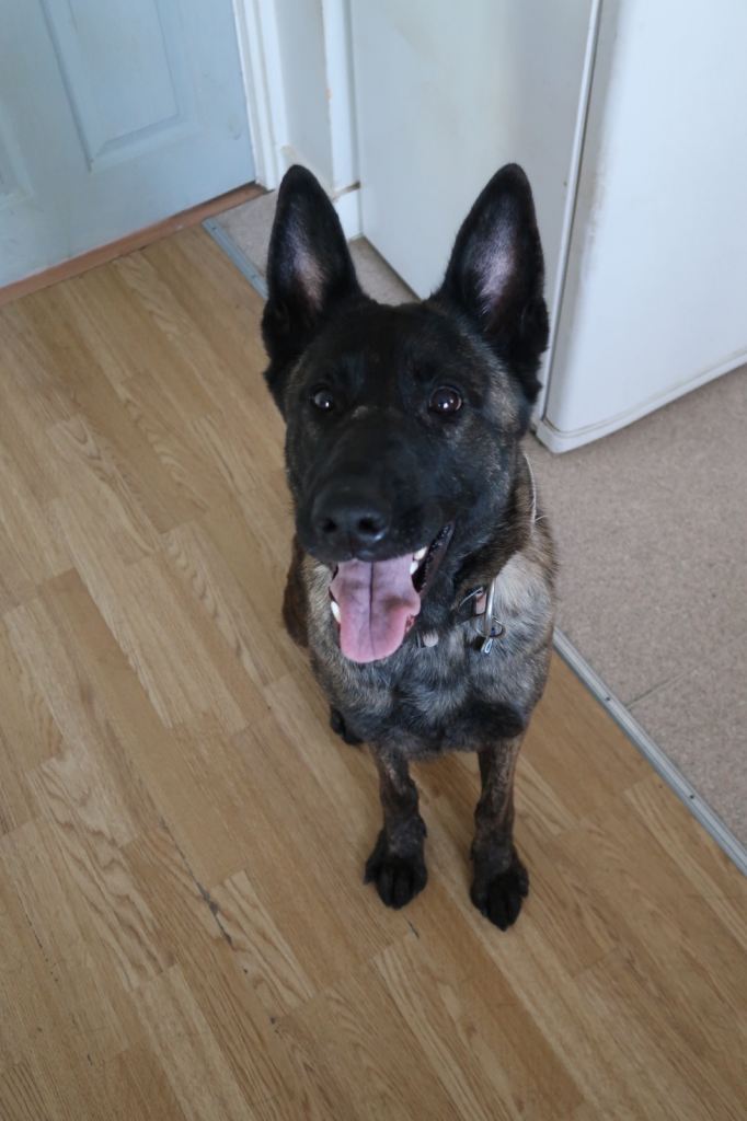 German shepherd x Belgian Malinois dog for sale
