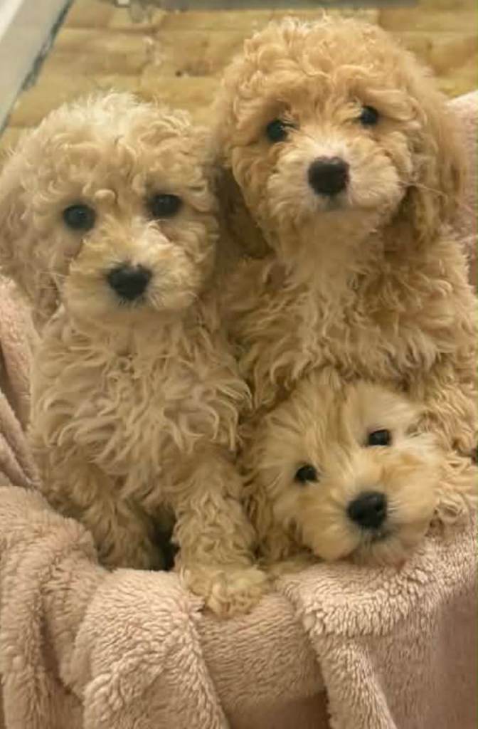 Adorable Cockapoo puppies for sale 
