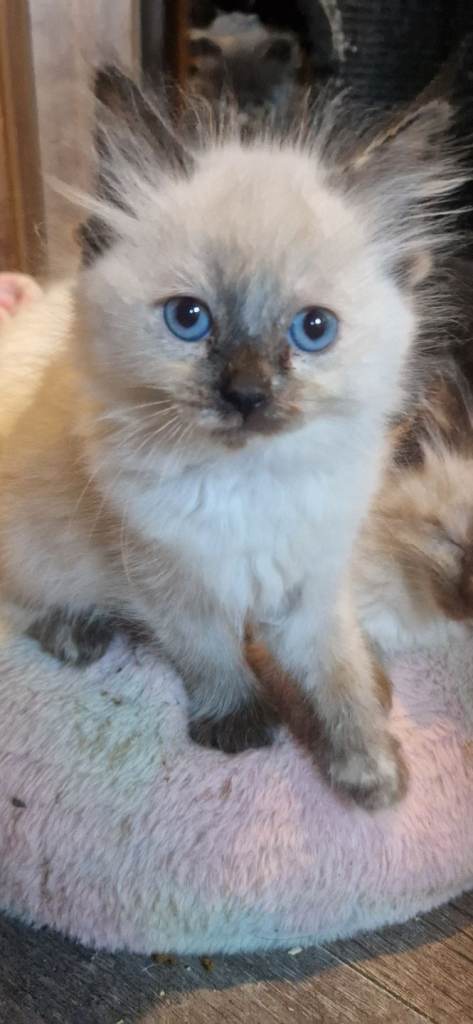 Last  Pedigree Ragdoll kittens ready to leave