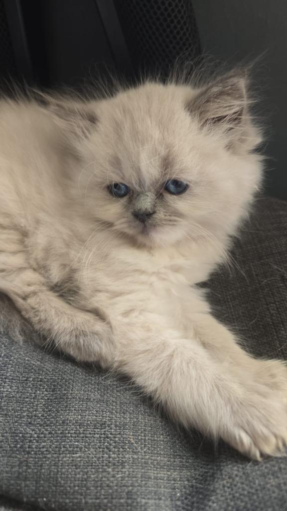 Ragdoll x Persian kitten in Glasgow 