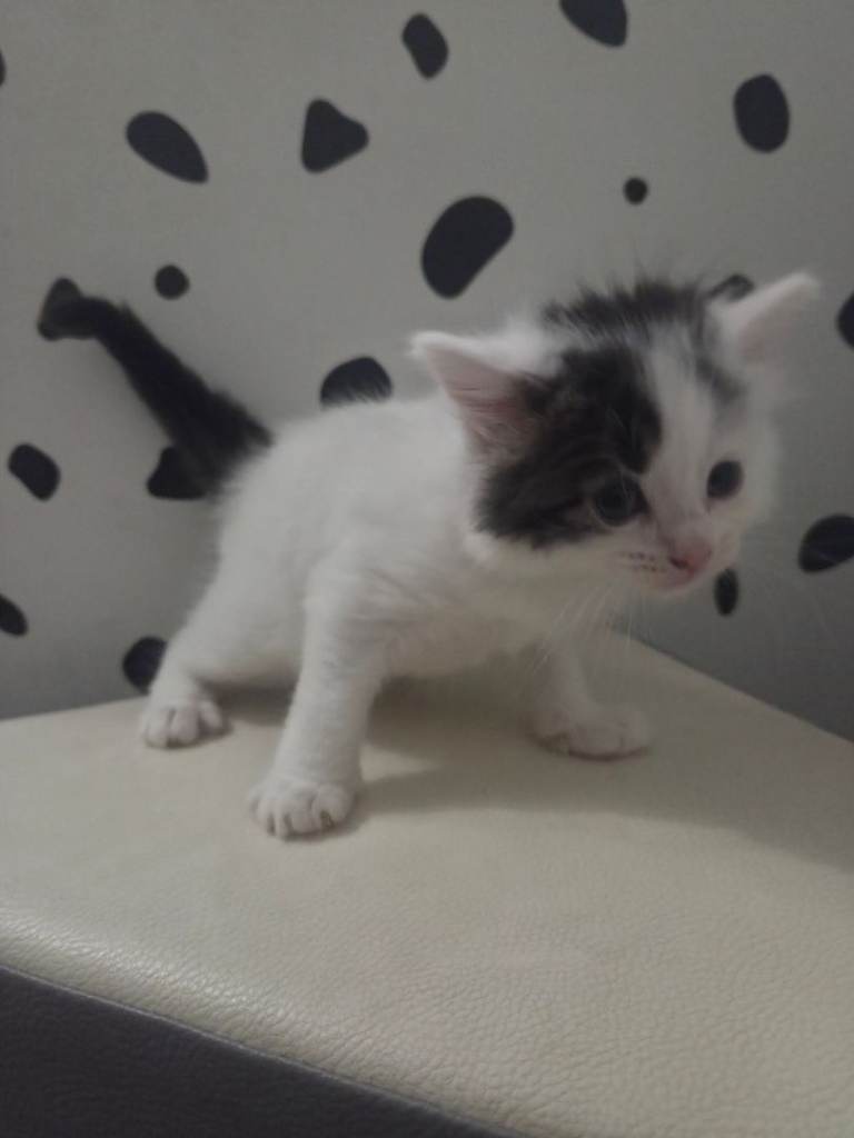 Stunning kittens for reservation/sale