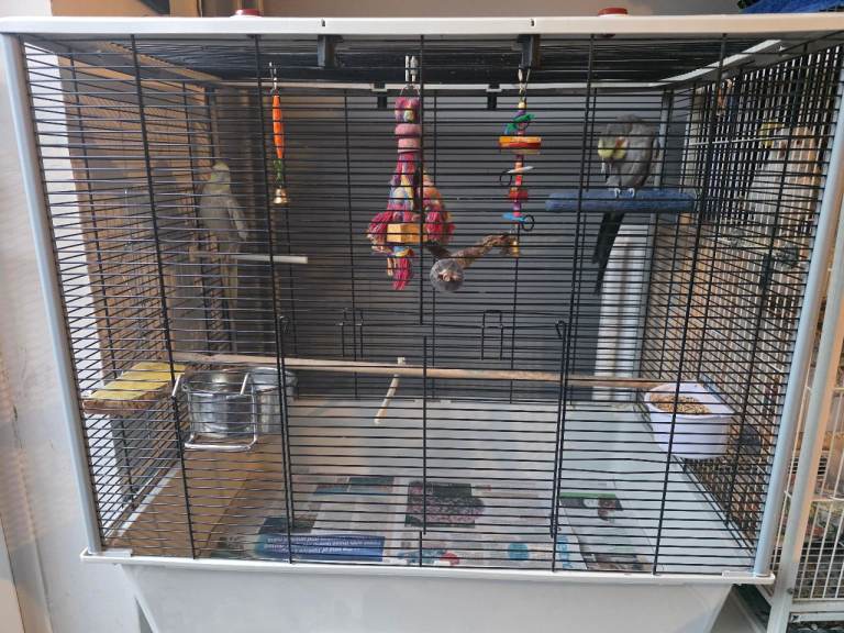Cockatiels 