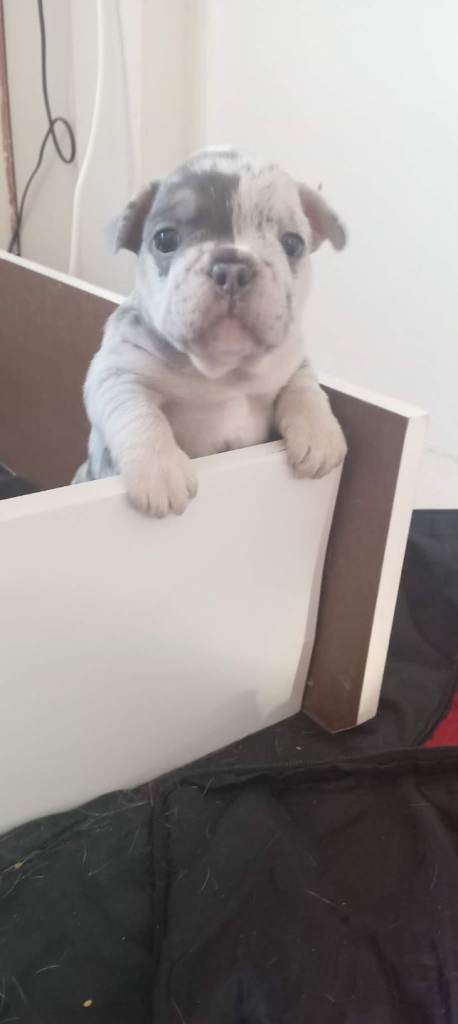 Frenchie 