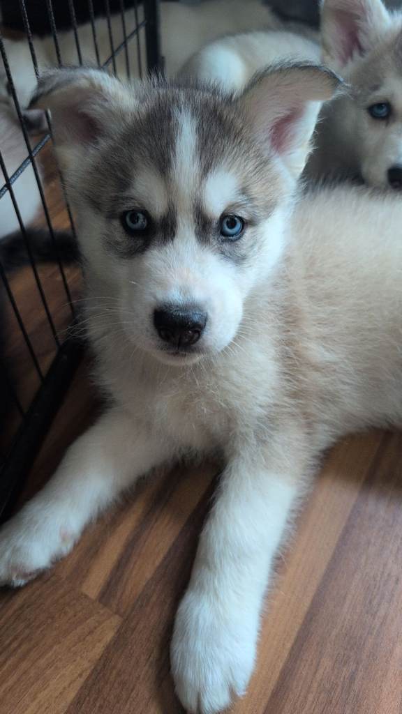 Beautiful Siberian Husky puppies 
