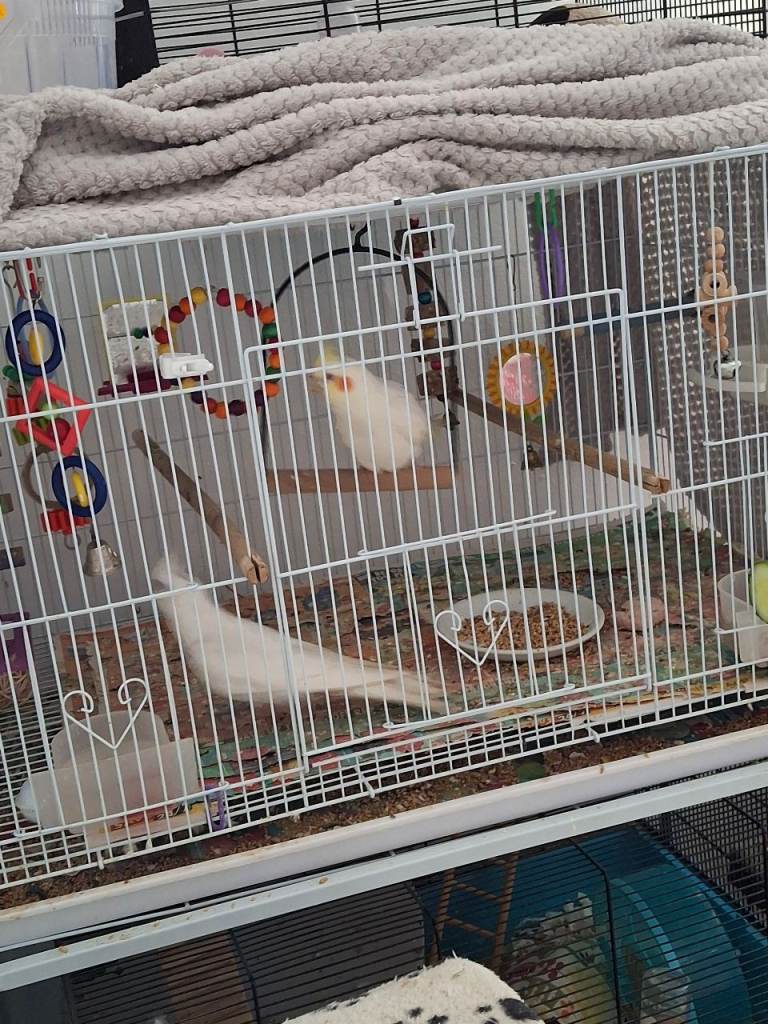 Lovely cocktail babys