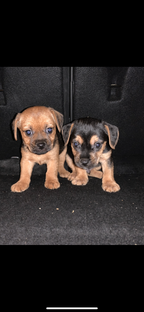 Jack Russell puppies 