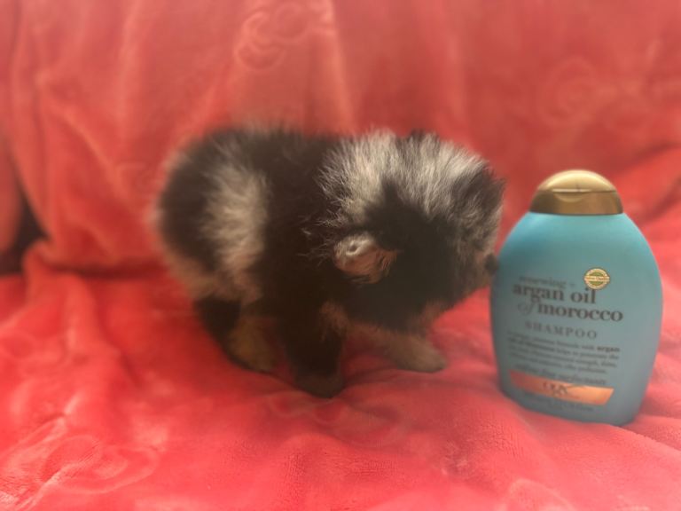 1 tea cup merle girl and 1 rare black and cream boy Pomeranian 