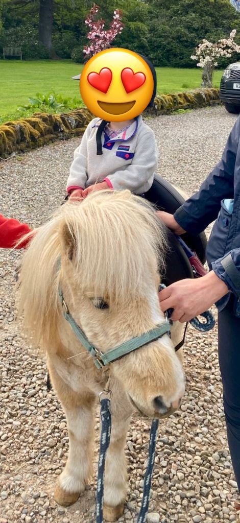 Mini Shetland palamino and white gelding. 