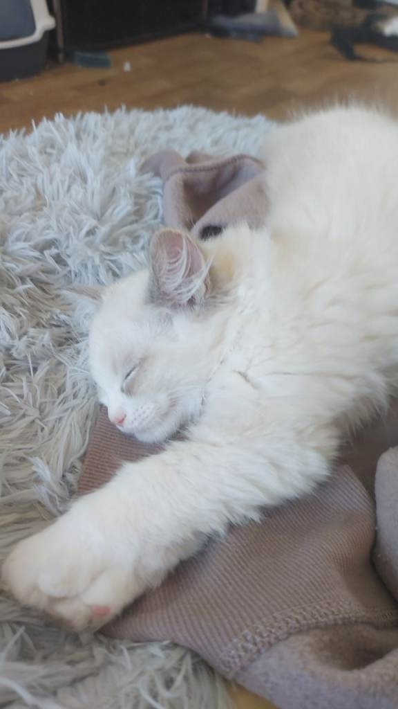 Ragdoll kittens 13wks 