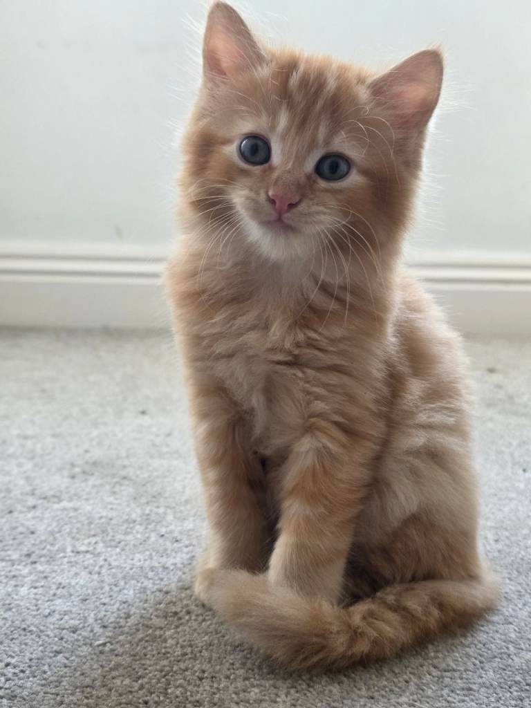 Ginger fluffy kitten for sale