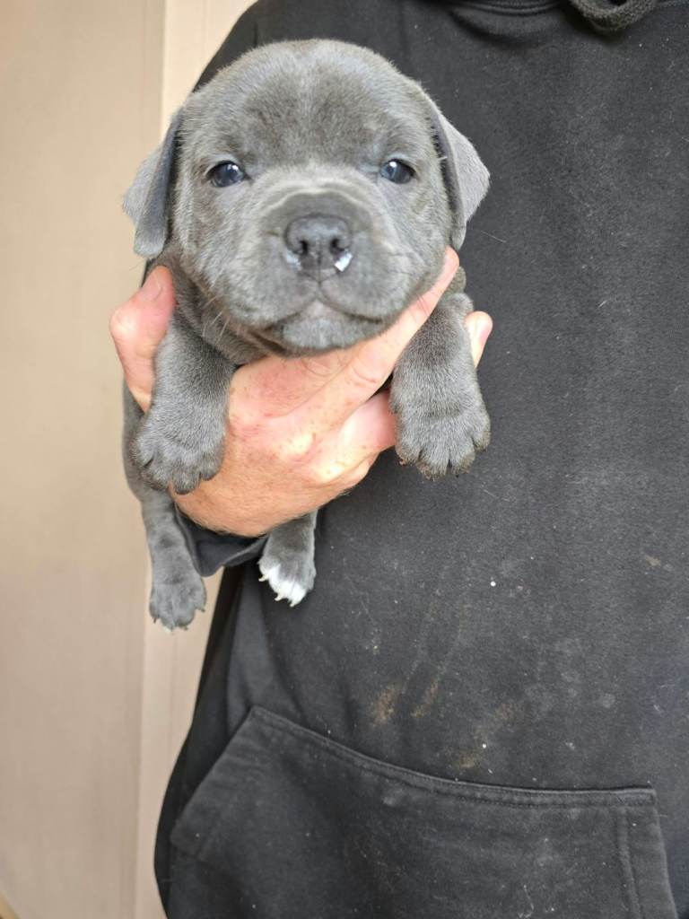 staffordshire bull terrier pups 