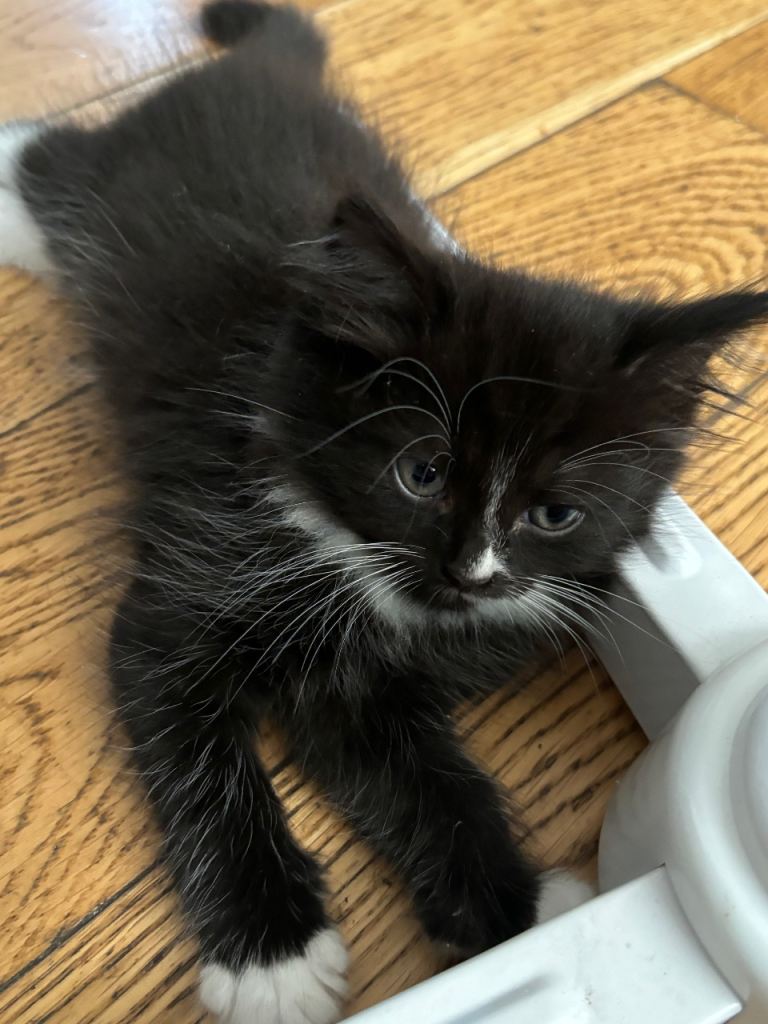 KITTEN FOR SALE NOW