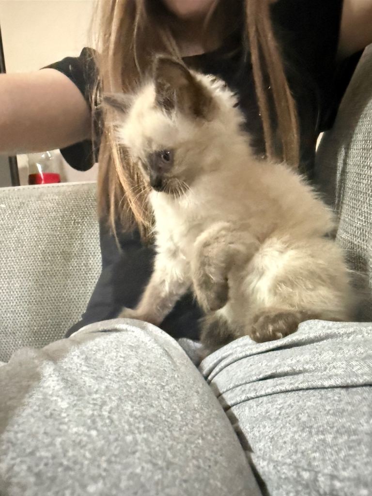 Ragdoll kittens  last one remaining. 