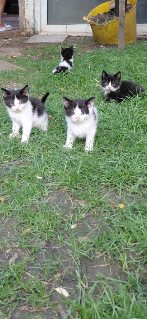 Gorgeous kittens for sale 