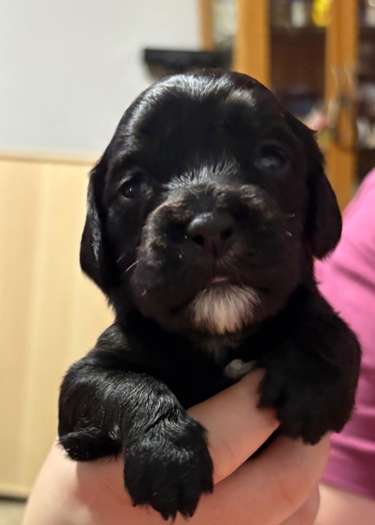 We have 8 puppies Cocker / Caviller King Charles Spaniels