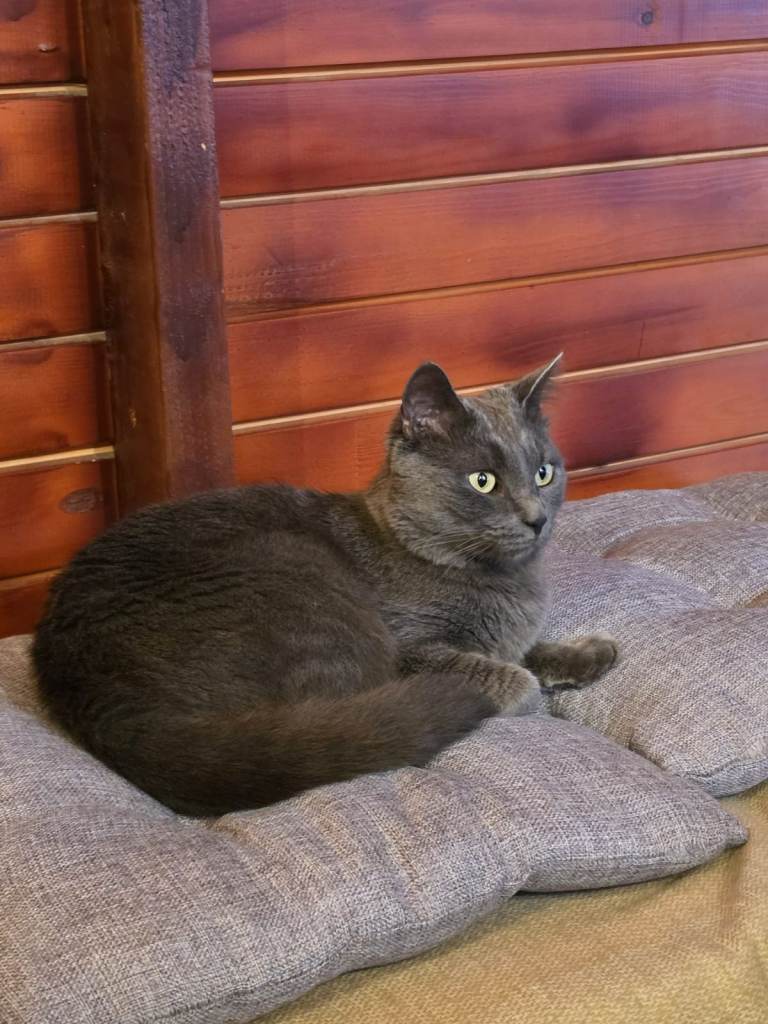 3 year old nutered Russian Blue male.