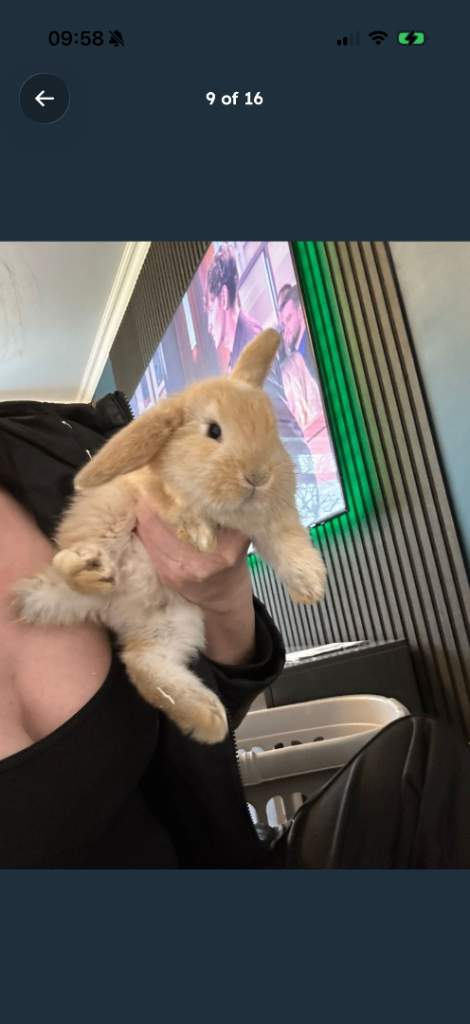 Beautiful bunnies 1 girl left 